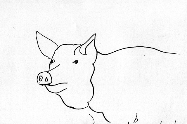 pig, Hallwood farm, Petrockstow, Devon